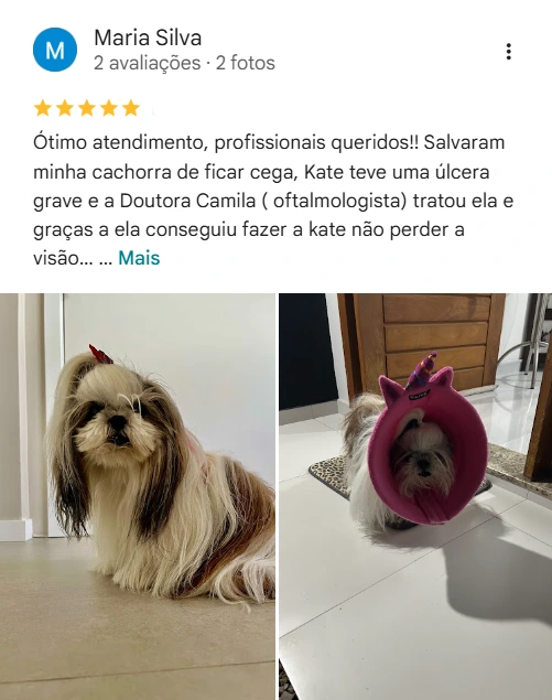 Avaliação real de tutor sobre a 4Patas